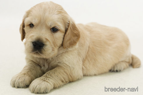 販売中の神奈川県のミックス犬-393704